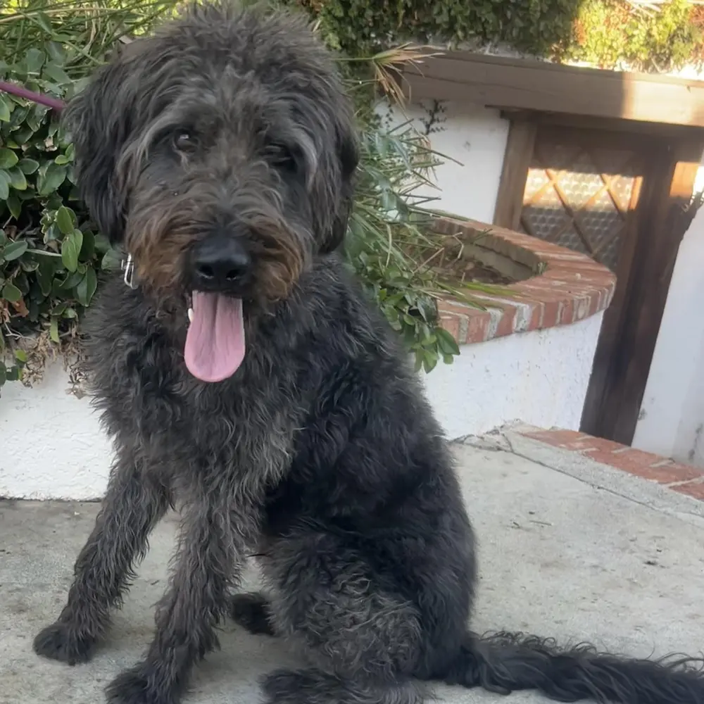 Riley, a young male Labradoodle available for adoption