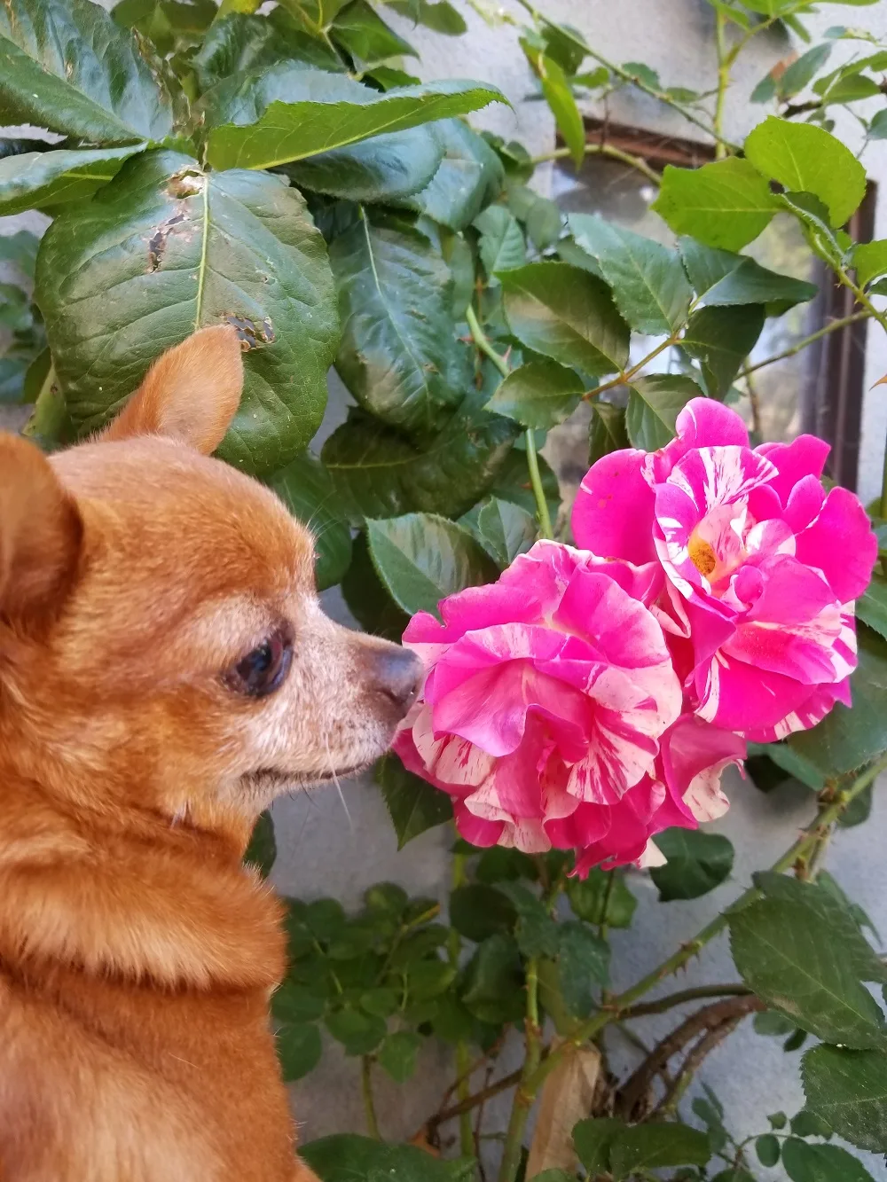 A chihuahua sniffing a pink rose bush