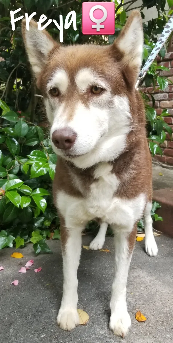 A husky sitting among garden greenery