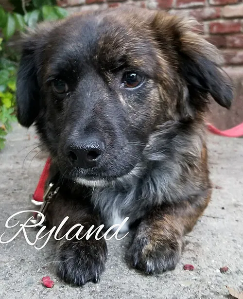 Ryland, a scruffy dark rescue dog on a pink lead