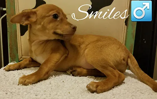 Smiles, a tan dog stretched out on a rug