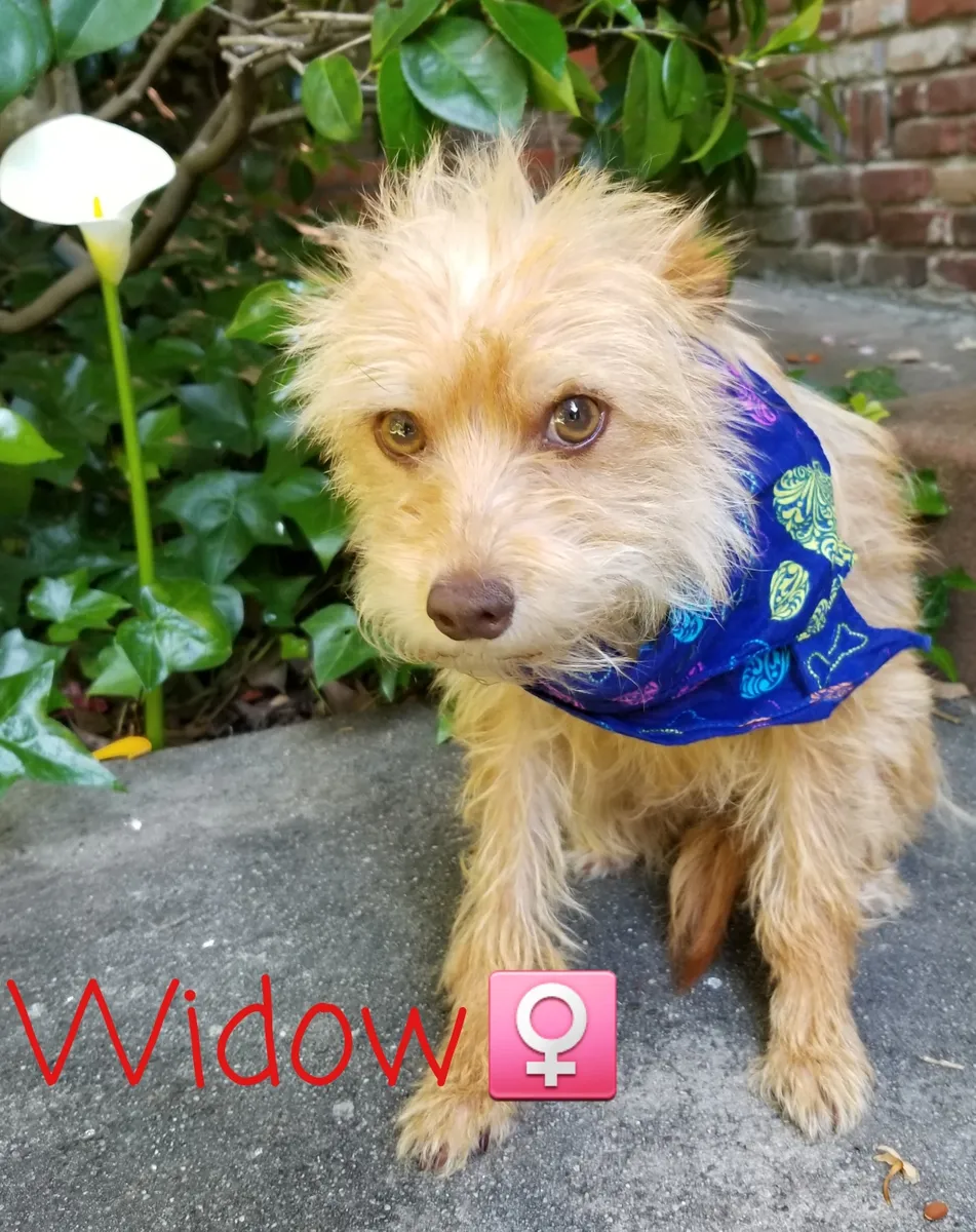 Widow, a cream terrier in a blue bandana